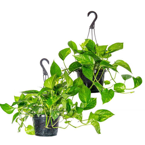 8'" Golden Pothos Hanging Basket - The Botanical Bar