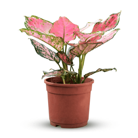 Aglaonema Lady Pink Valentine - The Botanical Bar