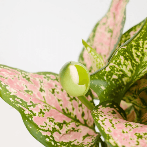 Aglaonema Lady Pink Valentine - The Botanical Bar