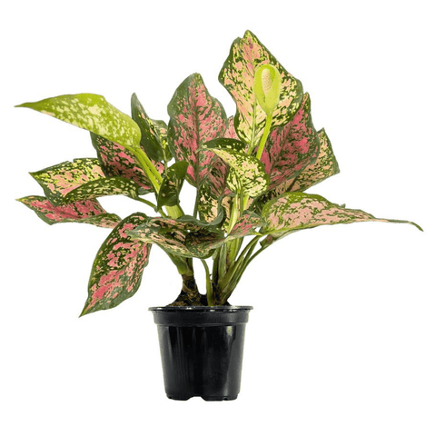 Aglaonema Wishes - Chinese Evergreen - The Botanical Bar