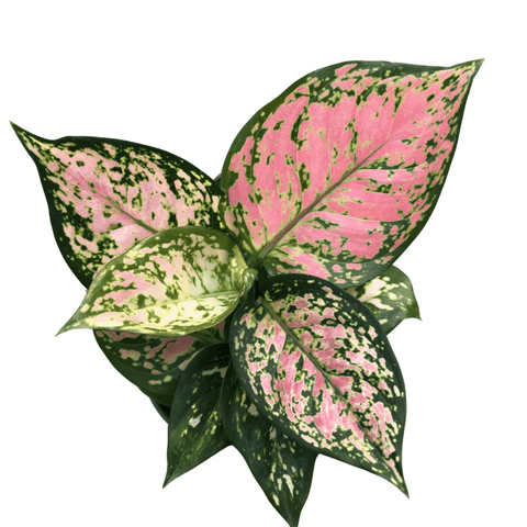 Aglaonema Wishes - Chinese Evergreen - The Botanical Bar