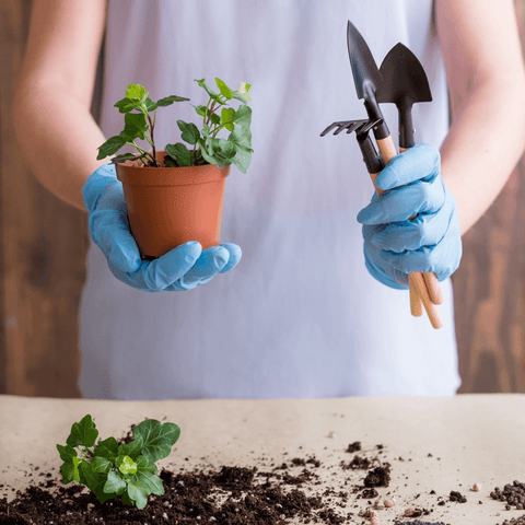 Repotting Services
