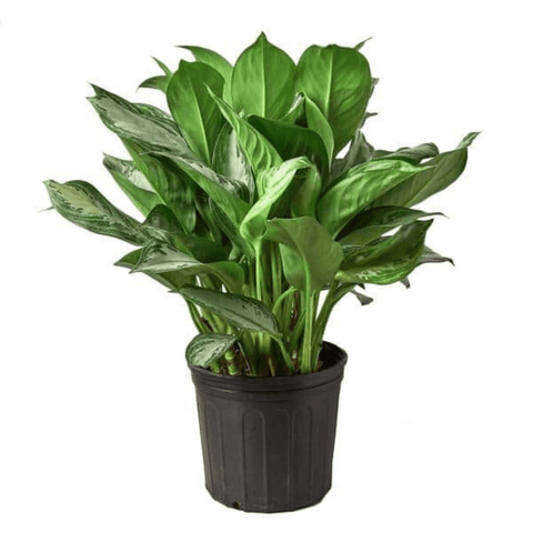 Chinese Evergreen (Aglaonema) - The Botanical Bar