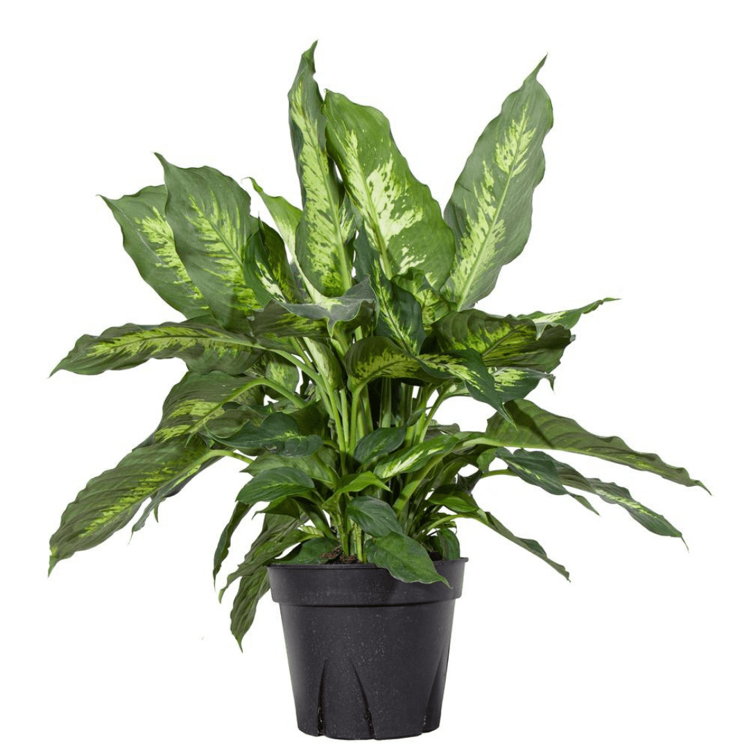 Dieffenbachia Carina - The Botanical Bar