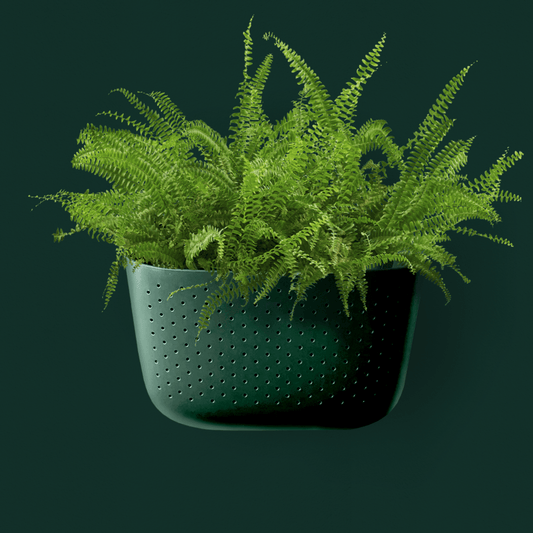 Eco Wall Planter - Forest - The Botanical Bar