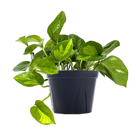 Global Green Pothos - The Botanical Bar