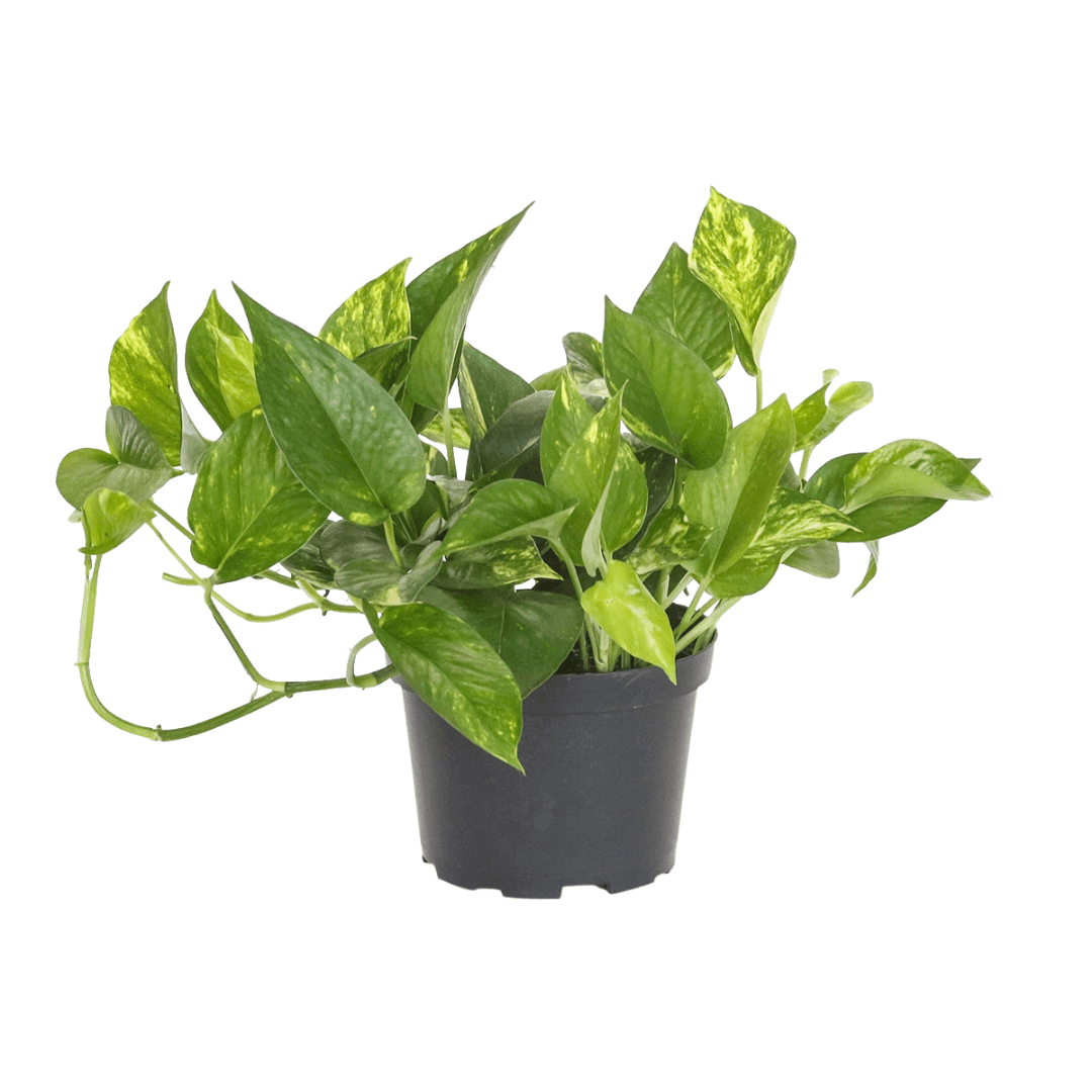 golden pothos with white Golden Pothos