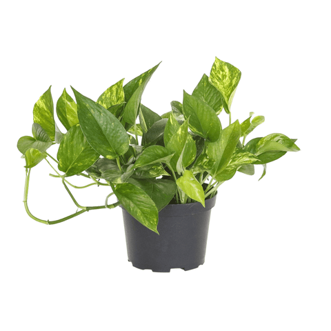 Golden Pothos - The Botanical Bar