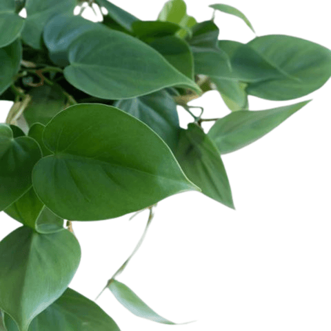 Heartleaf Philodendron - The Botanical Bar