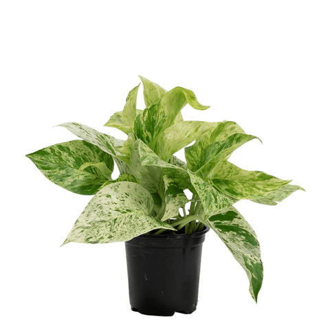 Marble Queen Pothos - The Botanical Bar