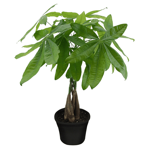 Money Tree Plant - The Botanical Bar