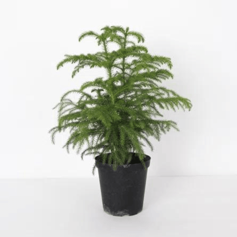 Norfolk Island Pine