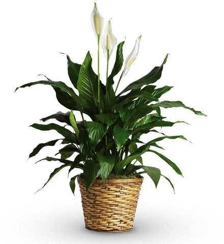 Peace Lily (Spathiphyllum) in a Wicker Basket