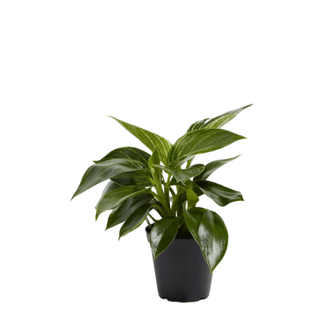 Philodendron Birkin - The Botanical Bar