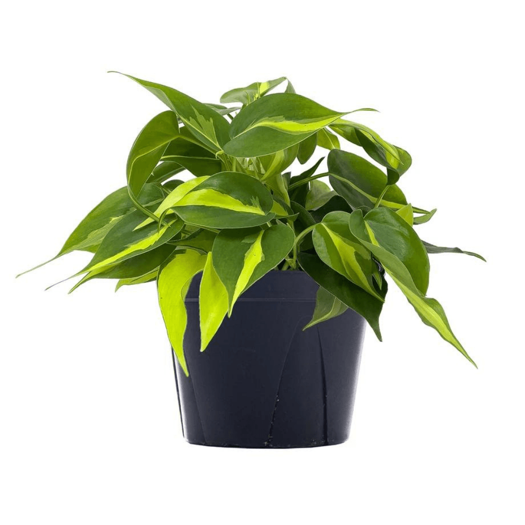 Philodendron Brasil (Philodendron hederaceum)