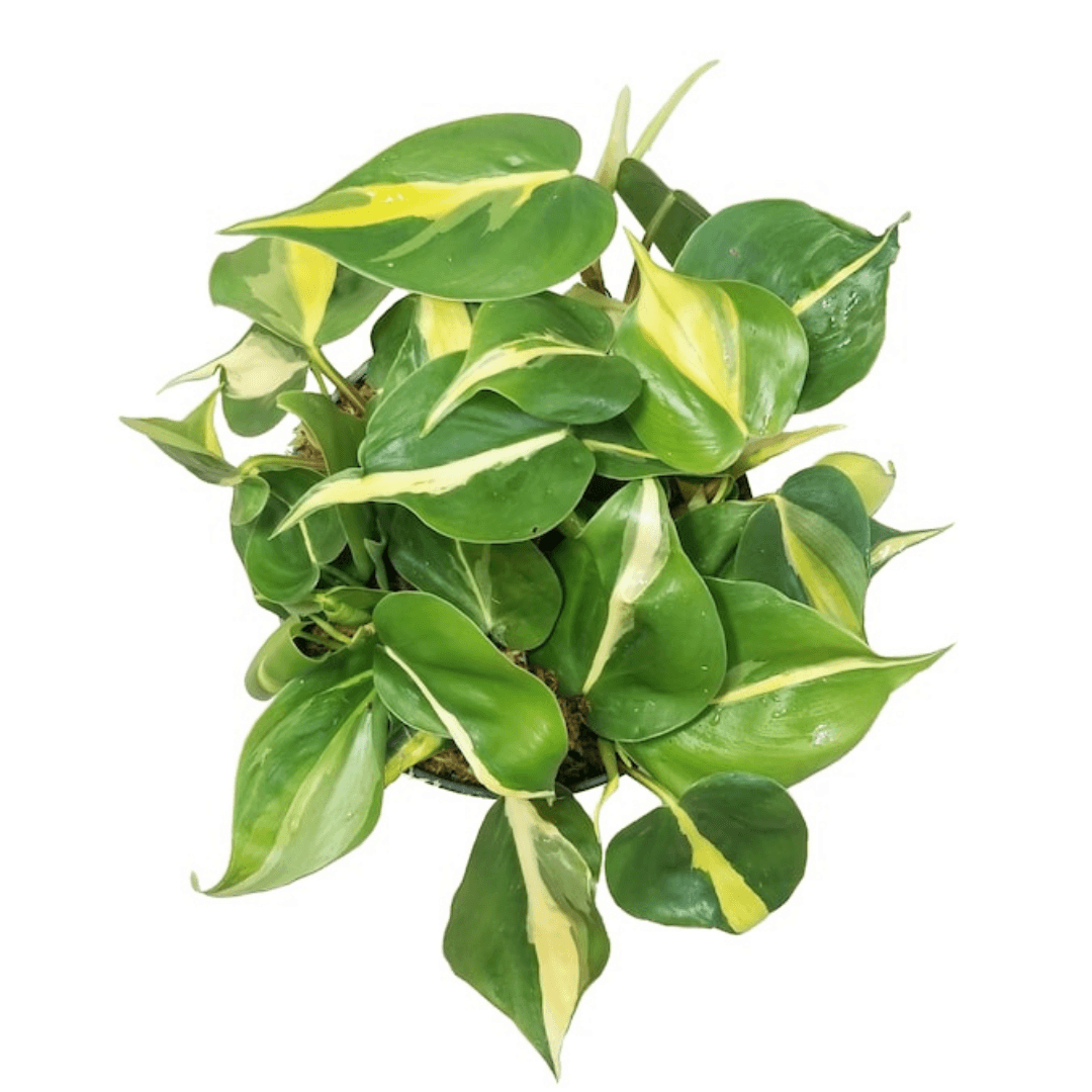 philodendron brasiliense Philodendron Brasil (Philodendron hederaceum)