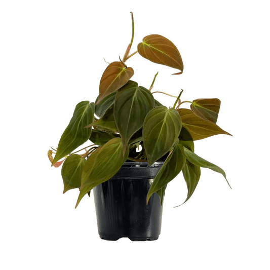 Philodendron Mican - The Botanical Bar