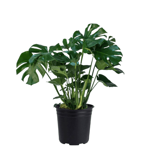 Philodendron Monstera - The Botanical Bar