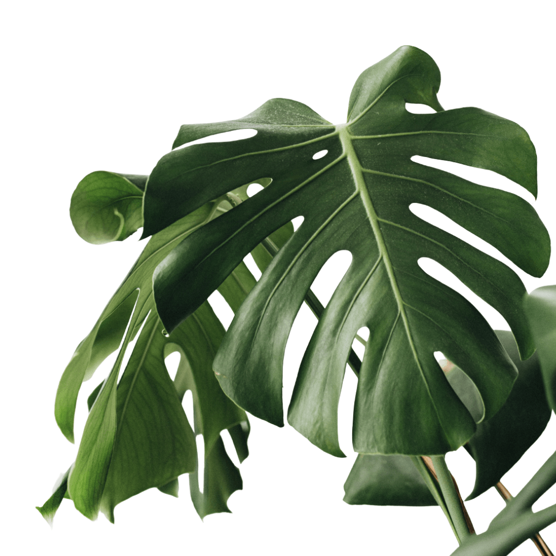 Philodendron Monstera - The Botanical Bar