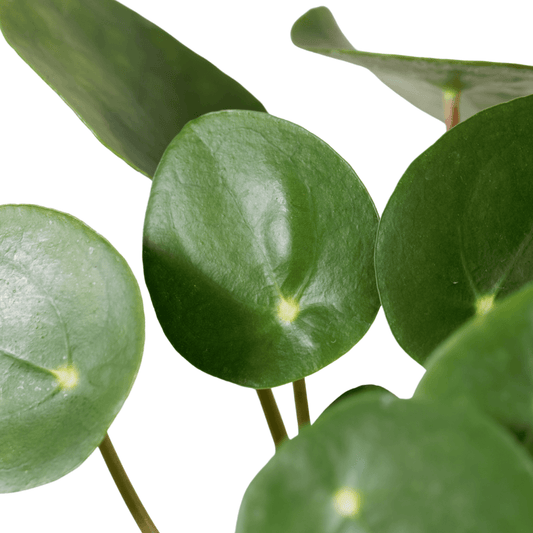 Pilea Peperomioides (Chinese Money Plant ) - The Botanical Bar