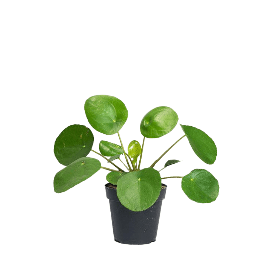 Pilea Peperomioides (Chinese Money Plant ) - The Botanical Bar