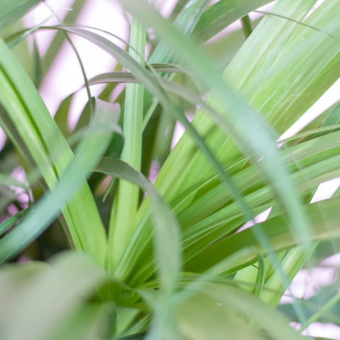 Ponytail Palm - The Botanical Bar