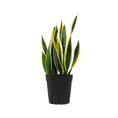 Sansevieria Black Gold - The Botanical Bar