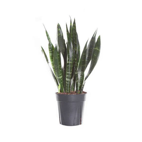 Sansevieria Black Coral (Snake Plant) - The Botanical Bar