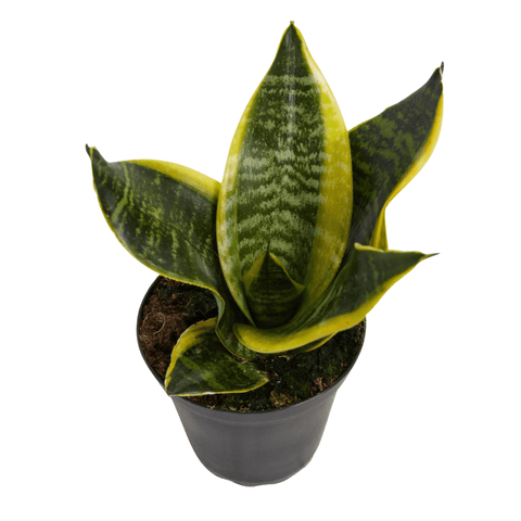 Sansevieria Laurentii Superba (Snake Plant) - The Botanical Bar