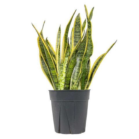 Sansevieria Laurentii (Snake Plant) - The Botanical Bar