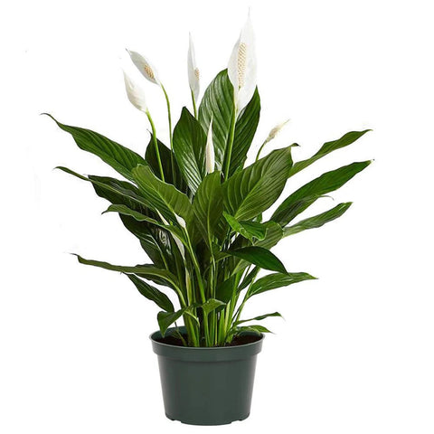 Peace Lily (Spathiphyllum) - The Botanical Bar