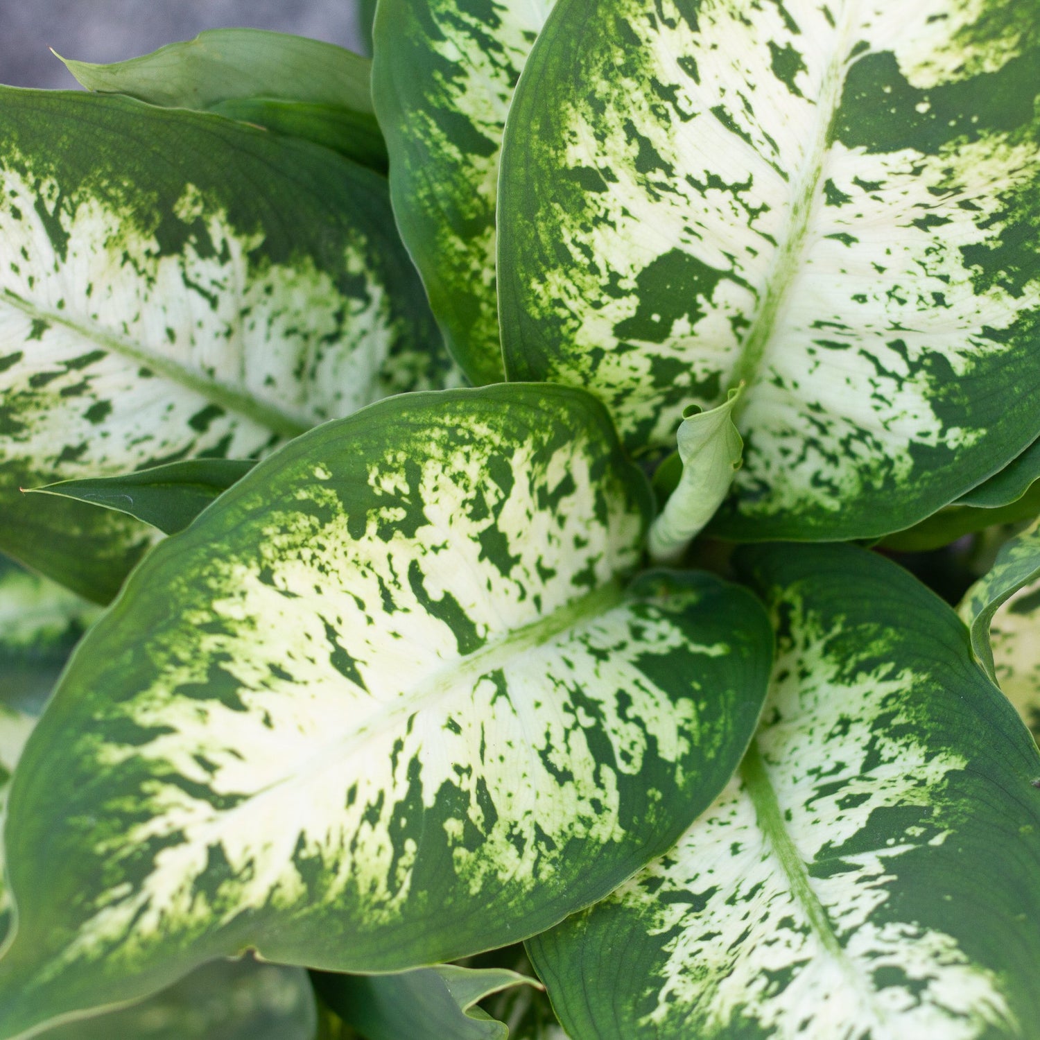 Dieffenbachia Carina - The Botanical Bar