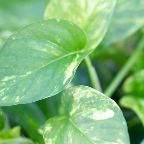 pothos goldiana Golden Pothos