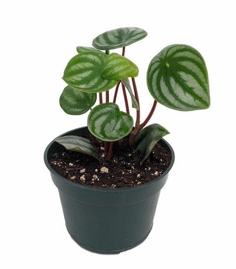 Watermelon Peperomia - The Botanical Bar