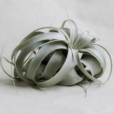 Xerographica Airplant- Medium