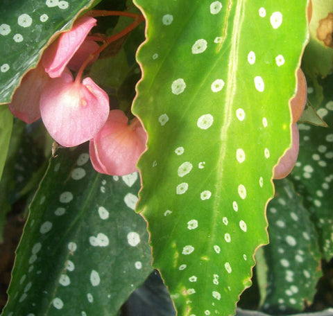 Angel Wing Begonia - The Botanical Bar