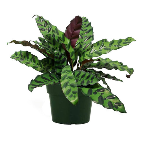 Calathea Rattlesnake - The Botanical Bar