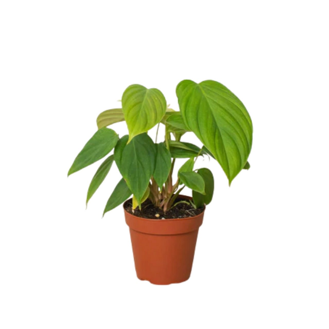 Philodendron “Fuzzy Petiole”