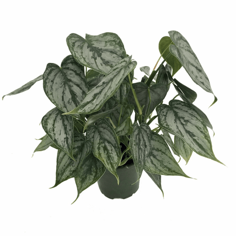 Philodendron Brandi