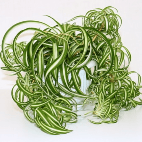 Spider Plant (Chlorophytum comosum ‘Bonnie’)